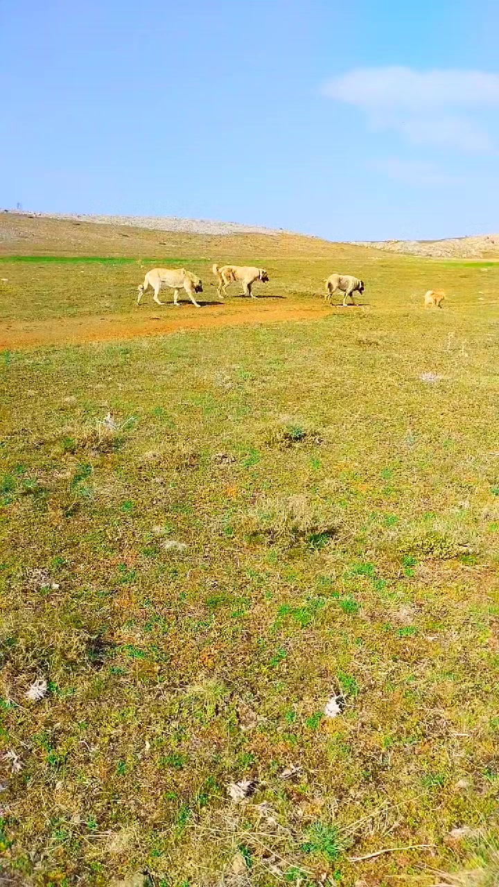 @Ebubekir Kılıç
