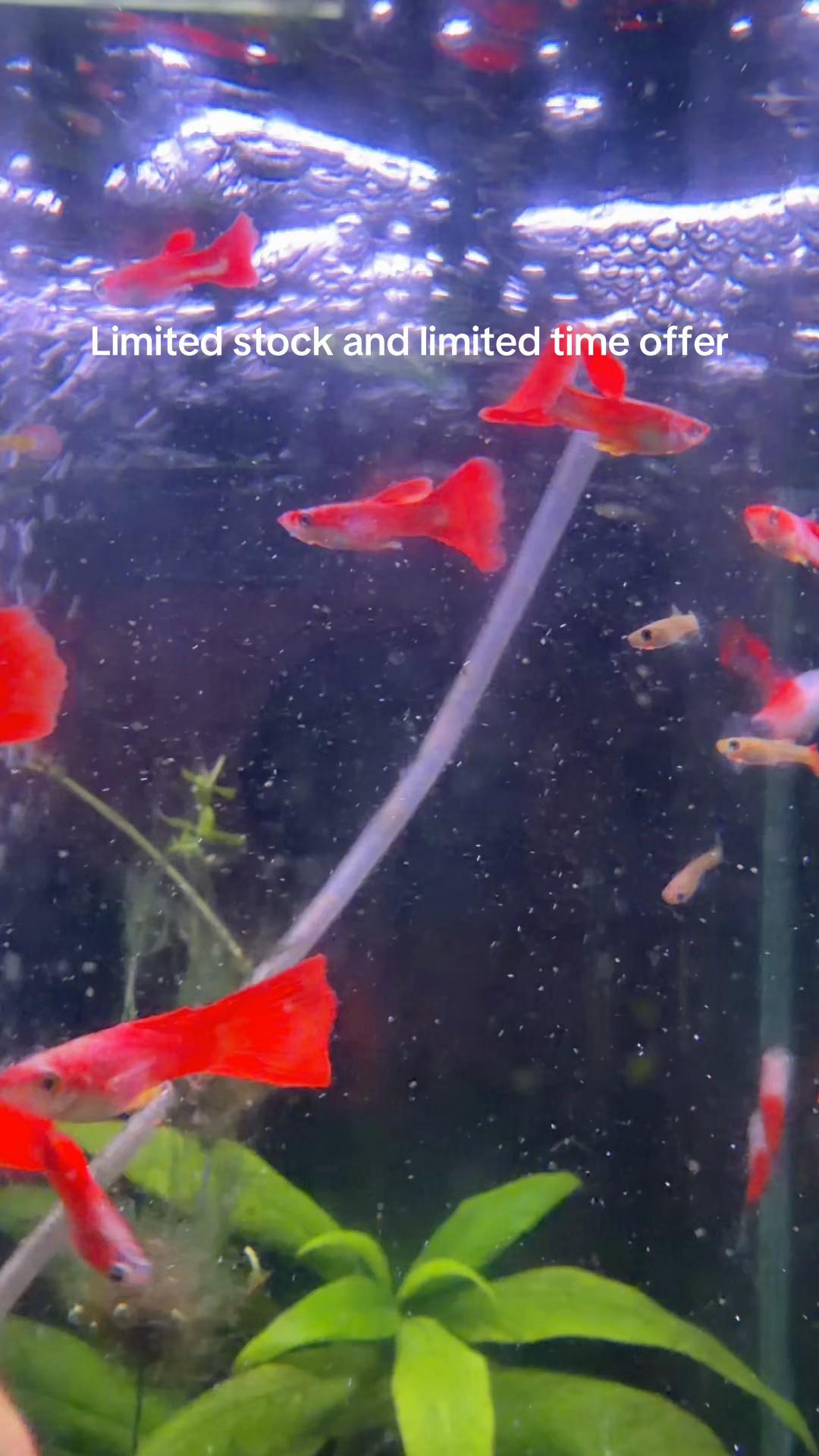 @YN Aquatics Ltd