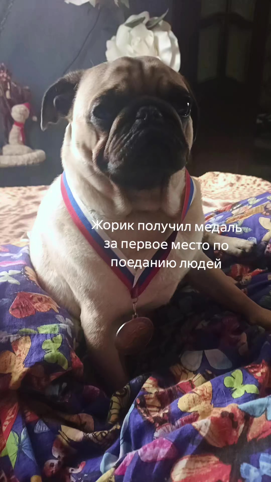 @мопс жора🐾