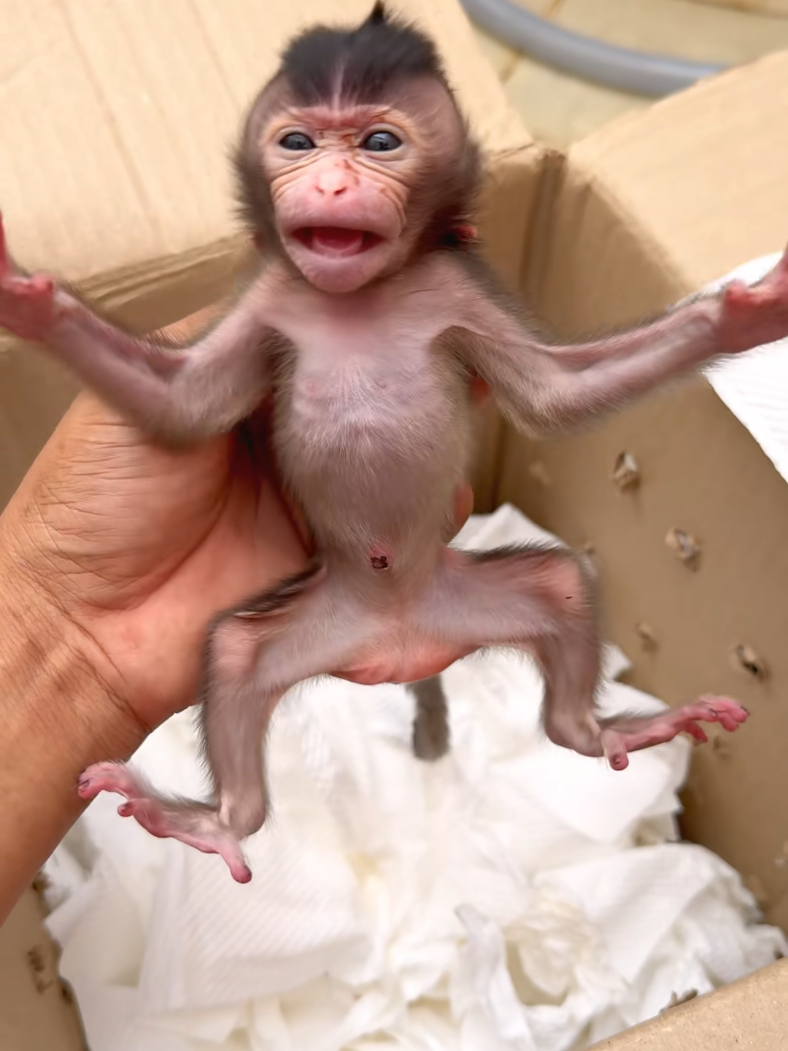 @monkeymoo666