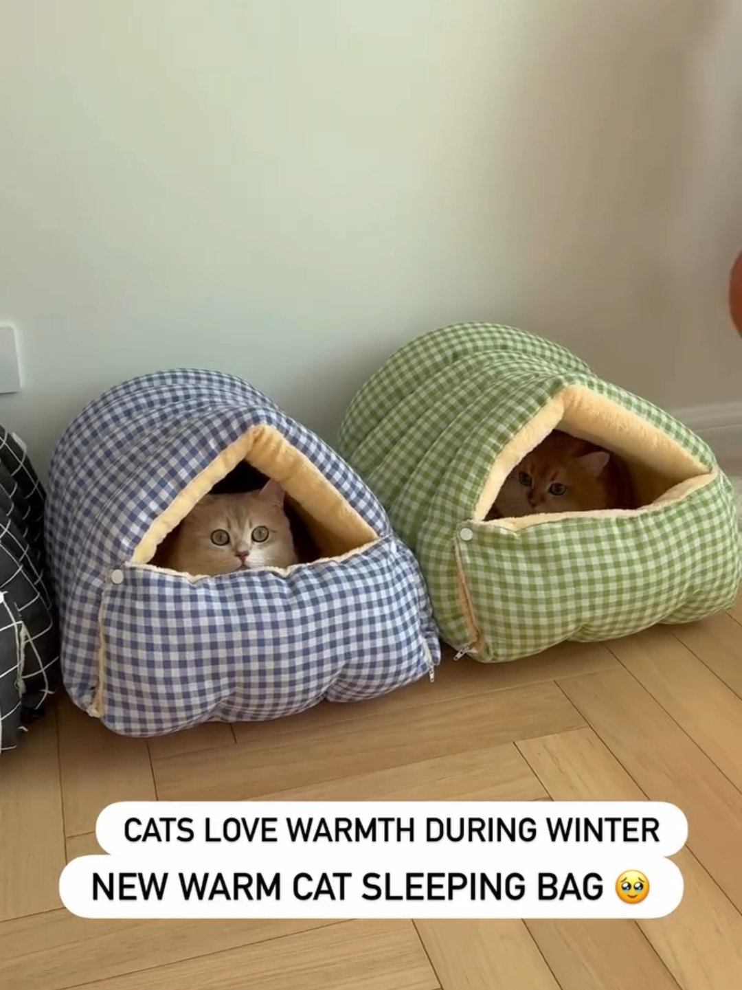 @Chonky World Of Cats