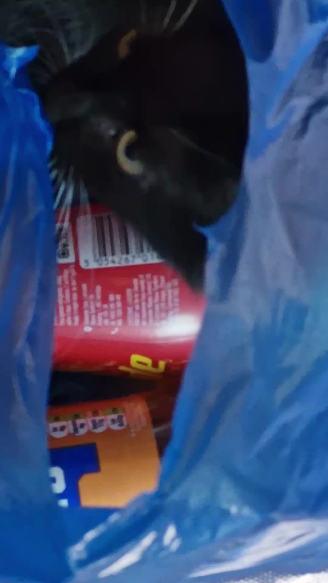 @sk cat mummy