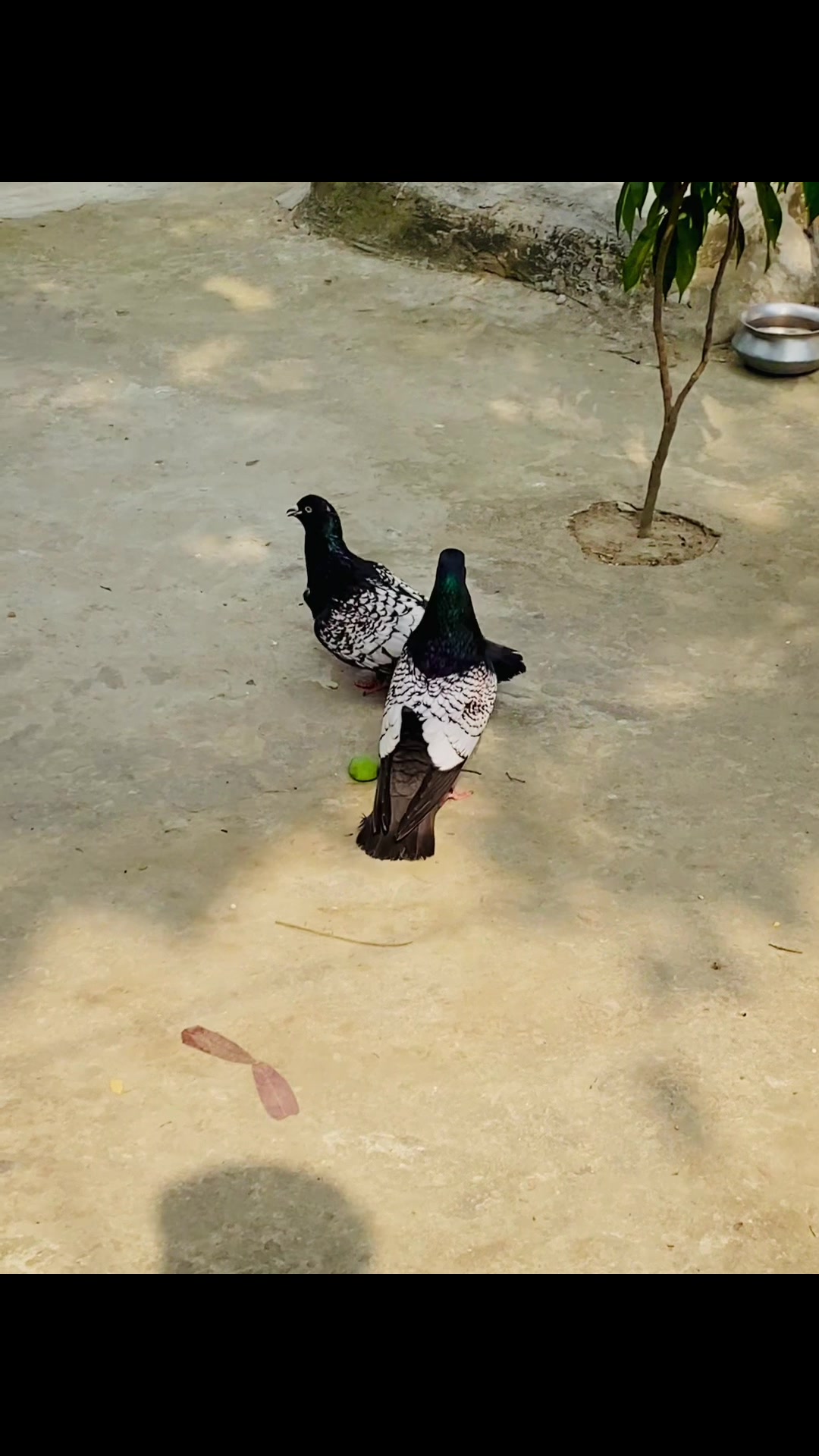 @Rayhan's Pets