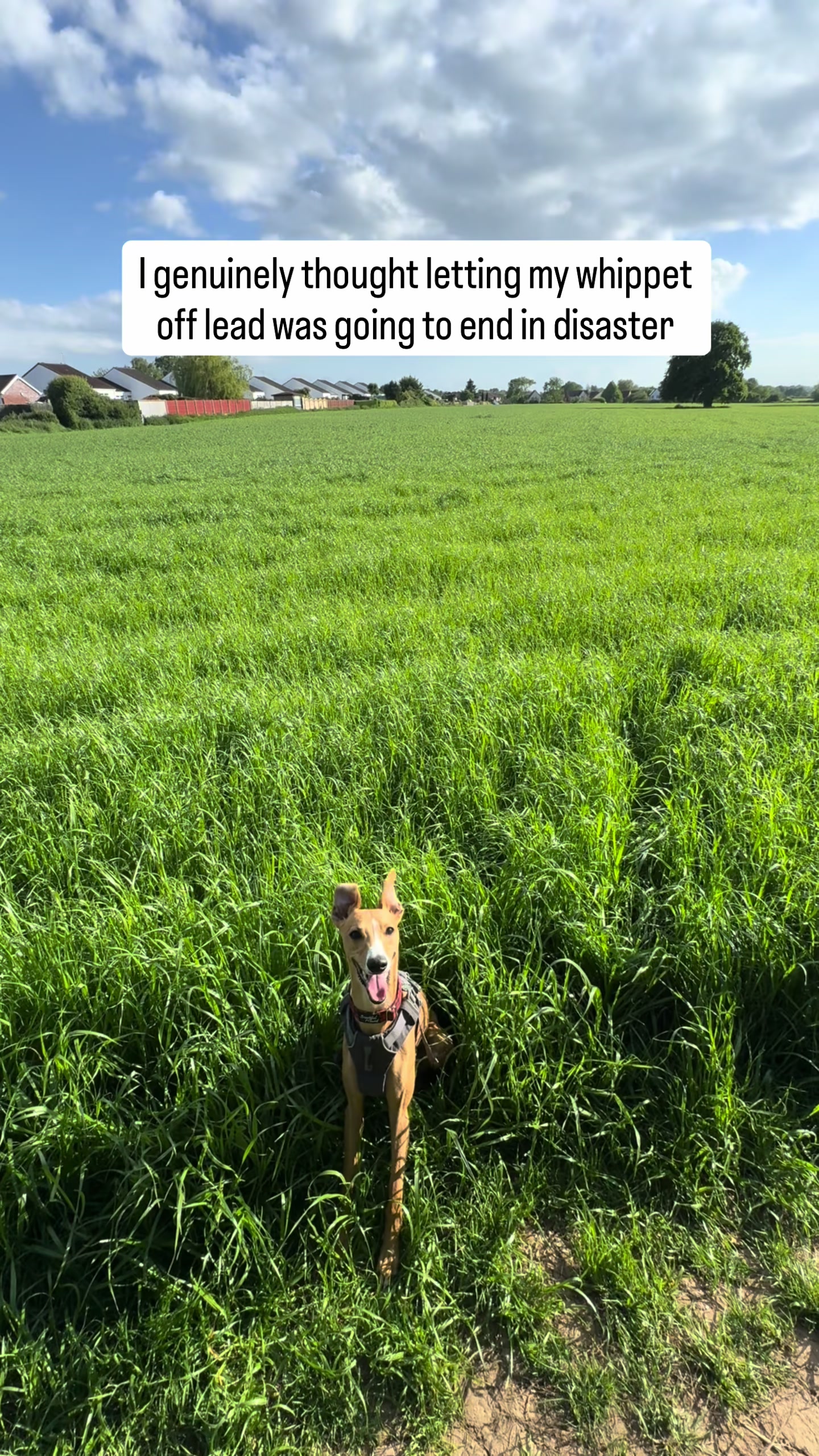 @Sam and her whippet