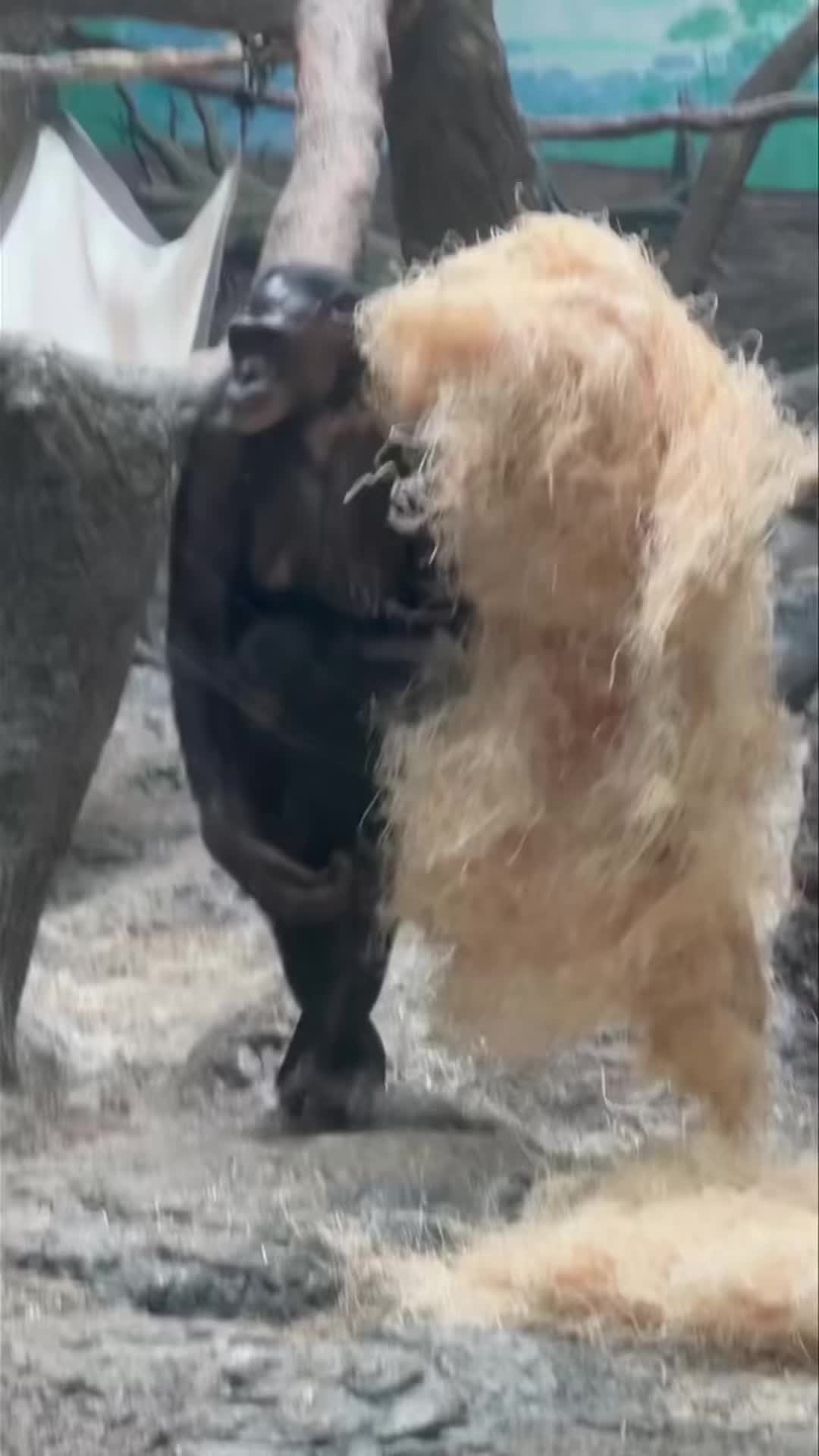 @Awesome gorillas