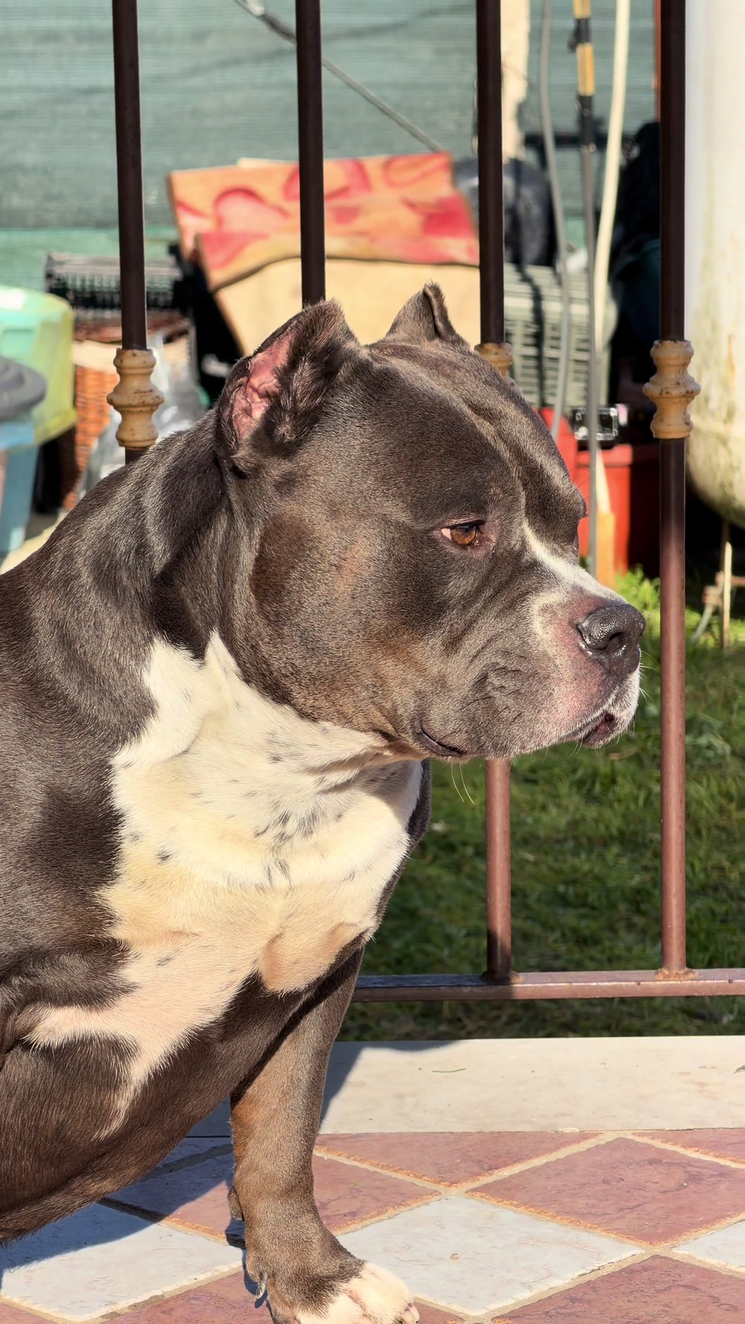 @Iam_ Denver The Bully