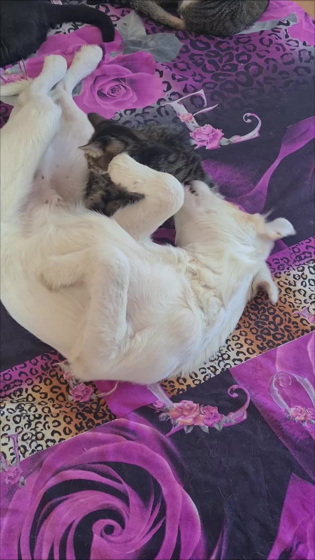 @Salvează o inimă
