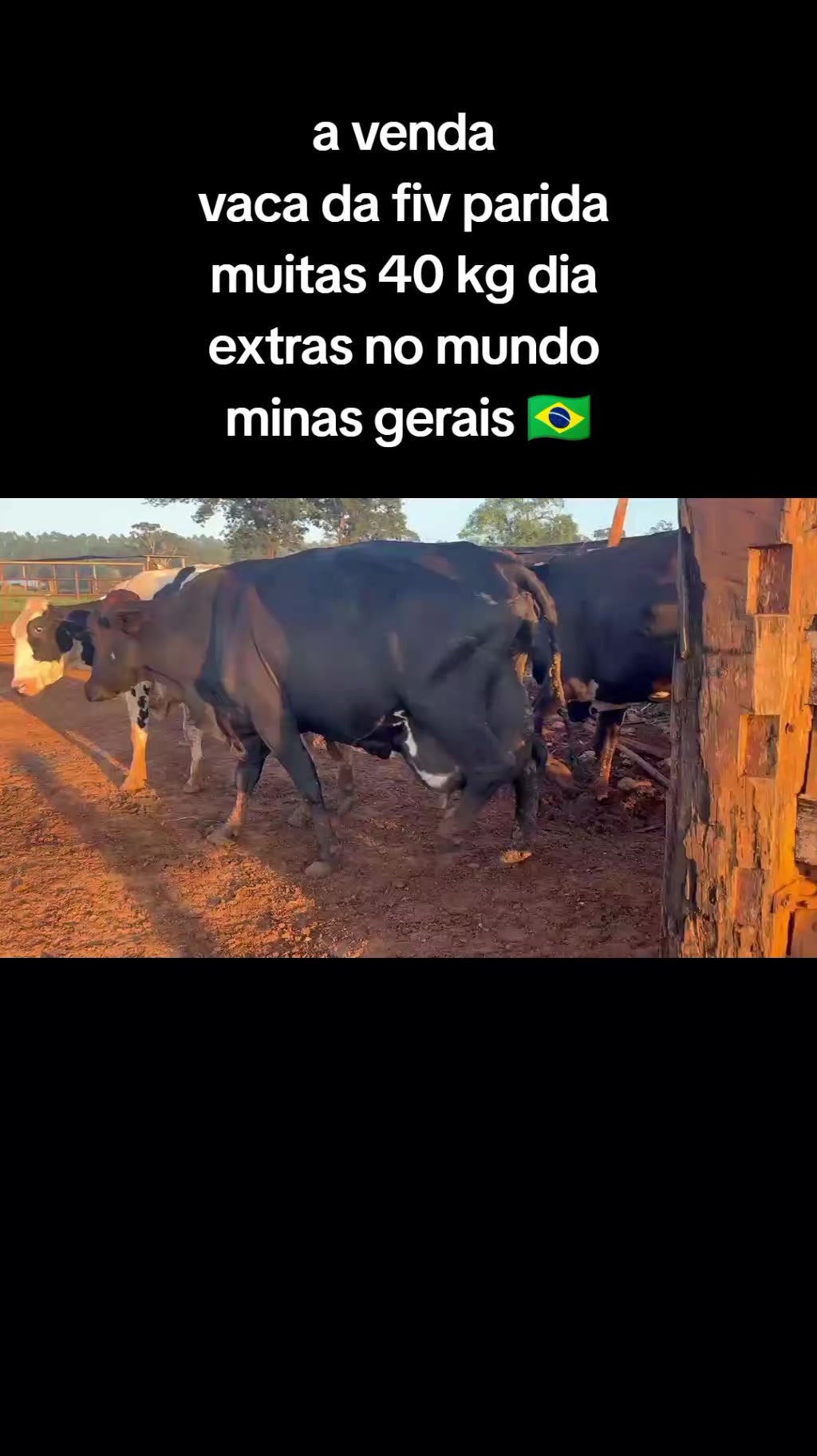 @marketing_do_gado