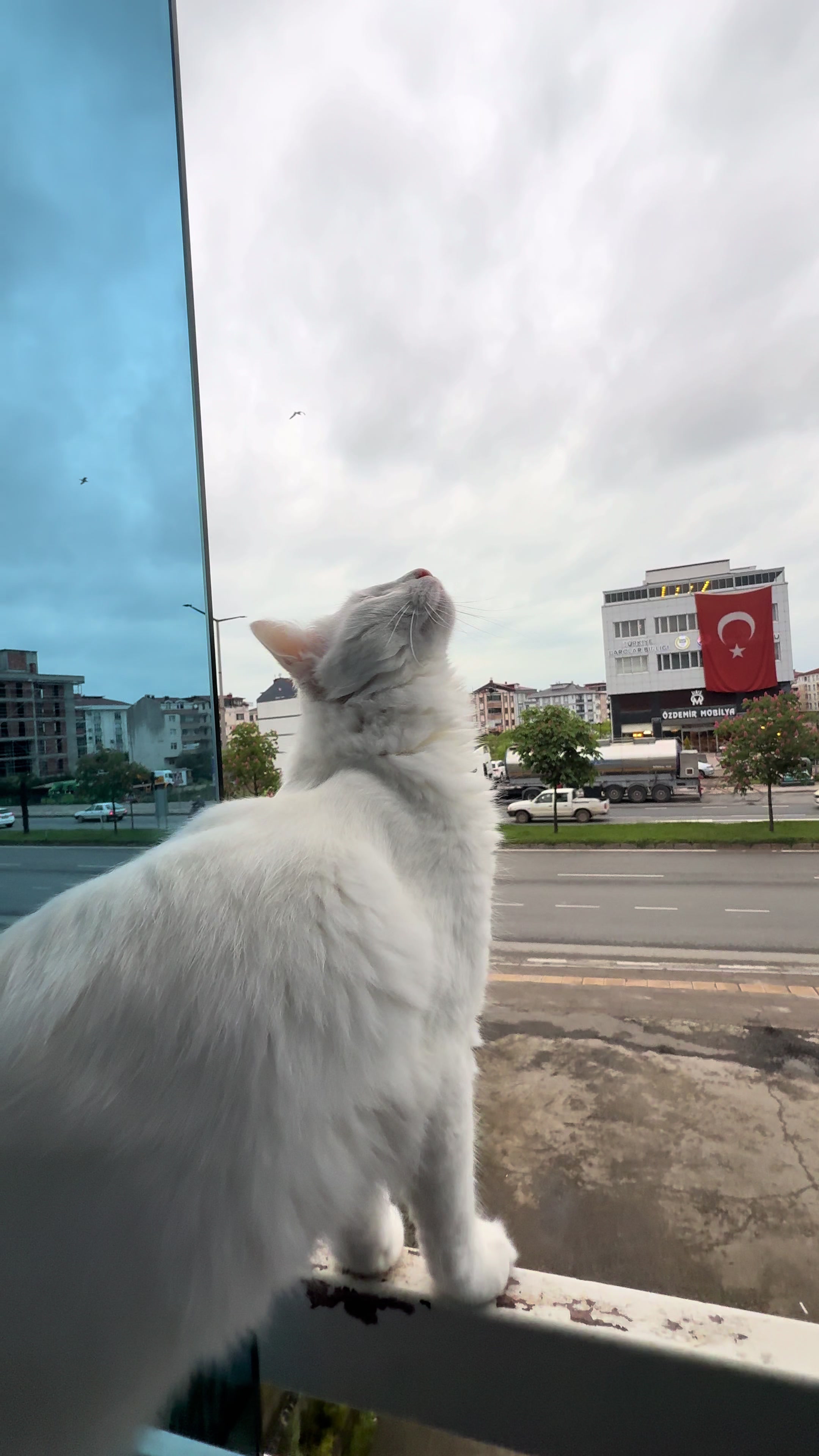 @Tc Sezer Taspinar