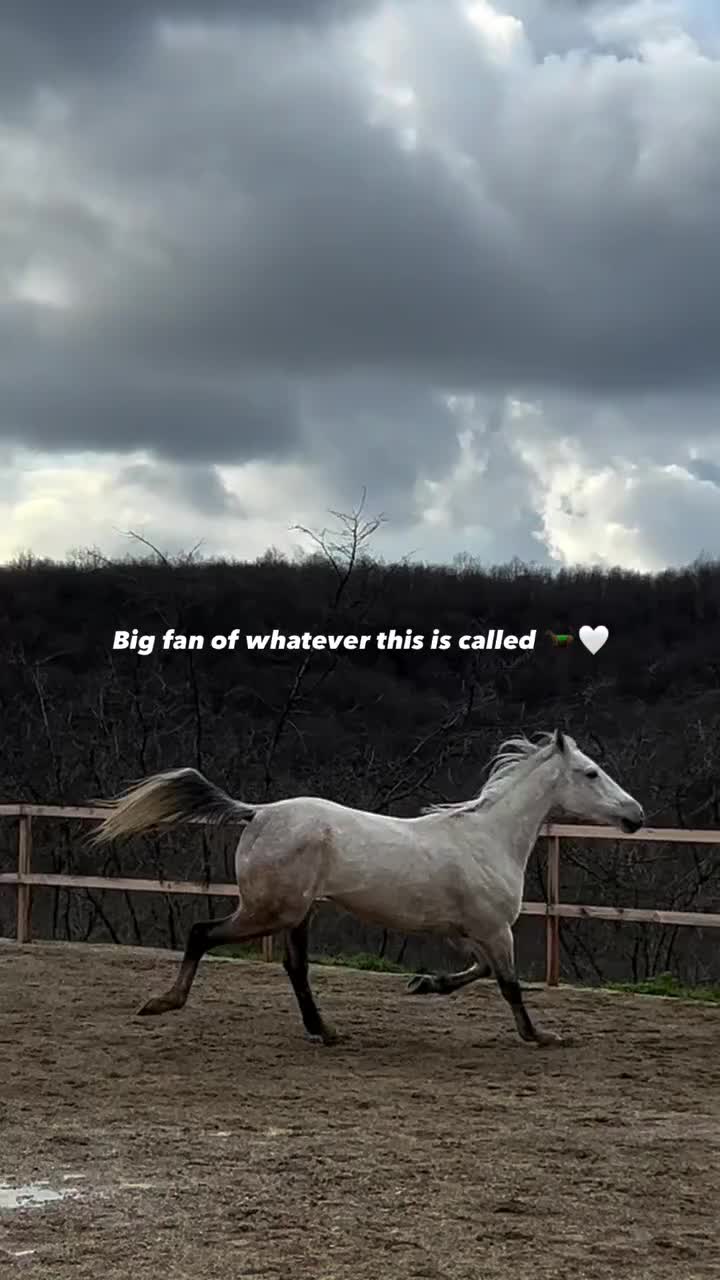 @horse 🐎