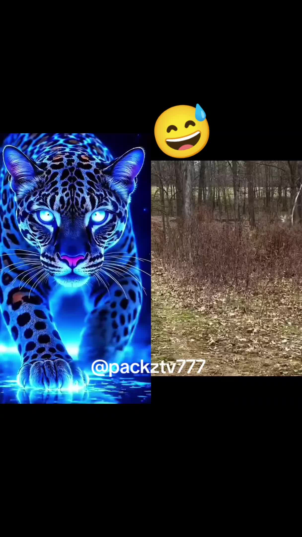 @Packztokshop