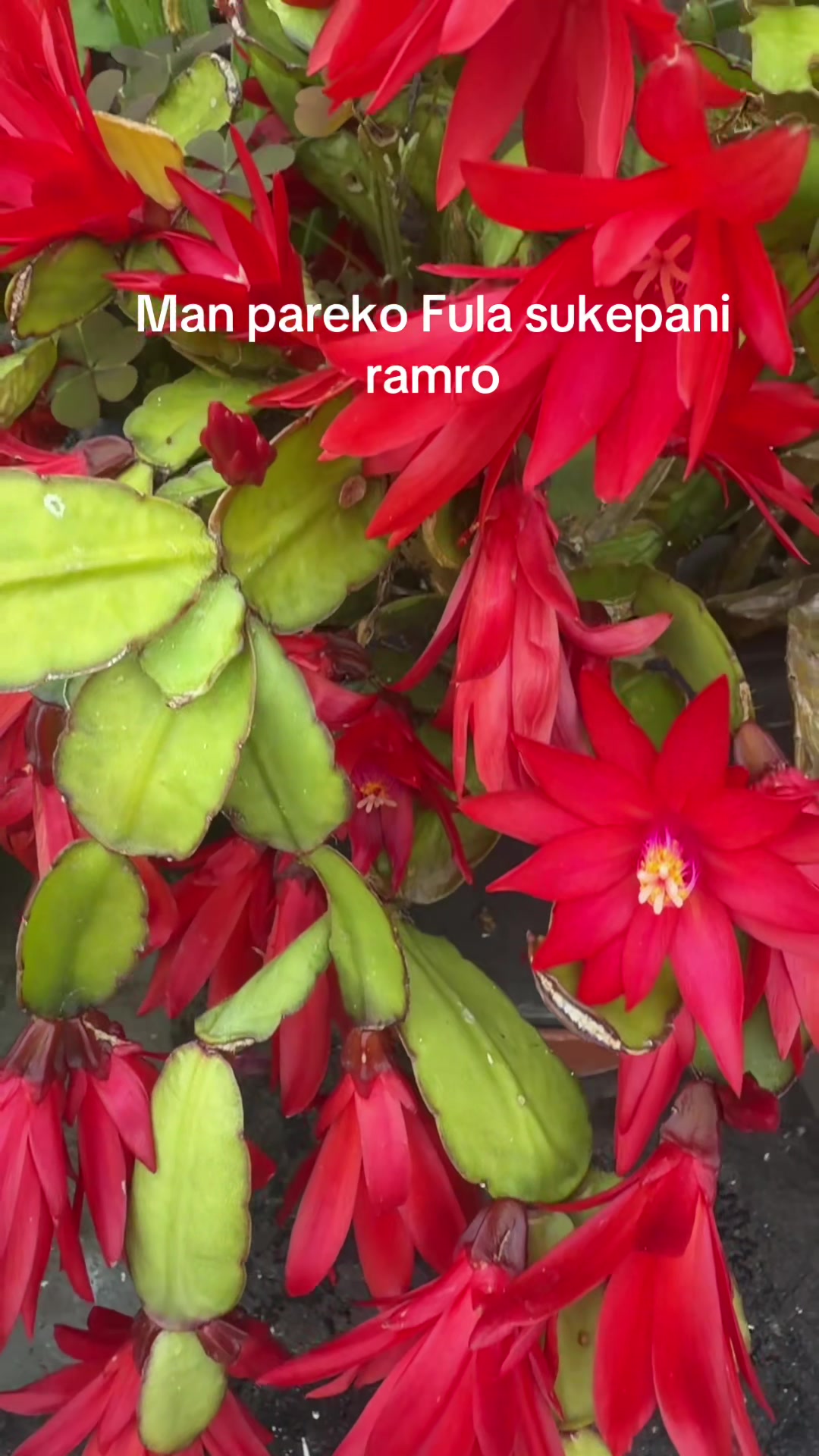 @Rita limbuni