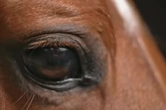@Only Horse Video 🐴🐴
