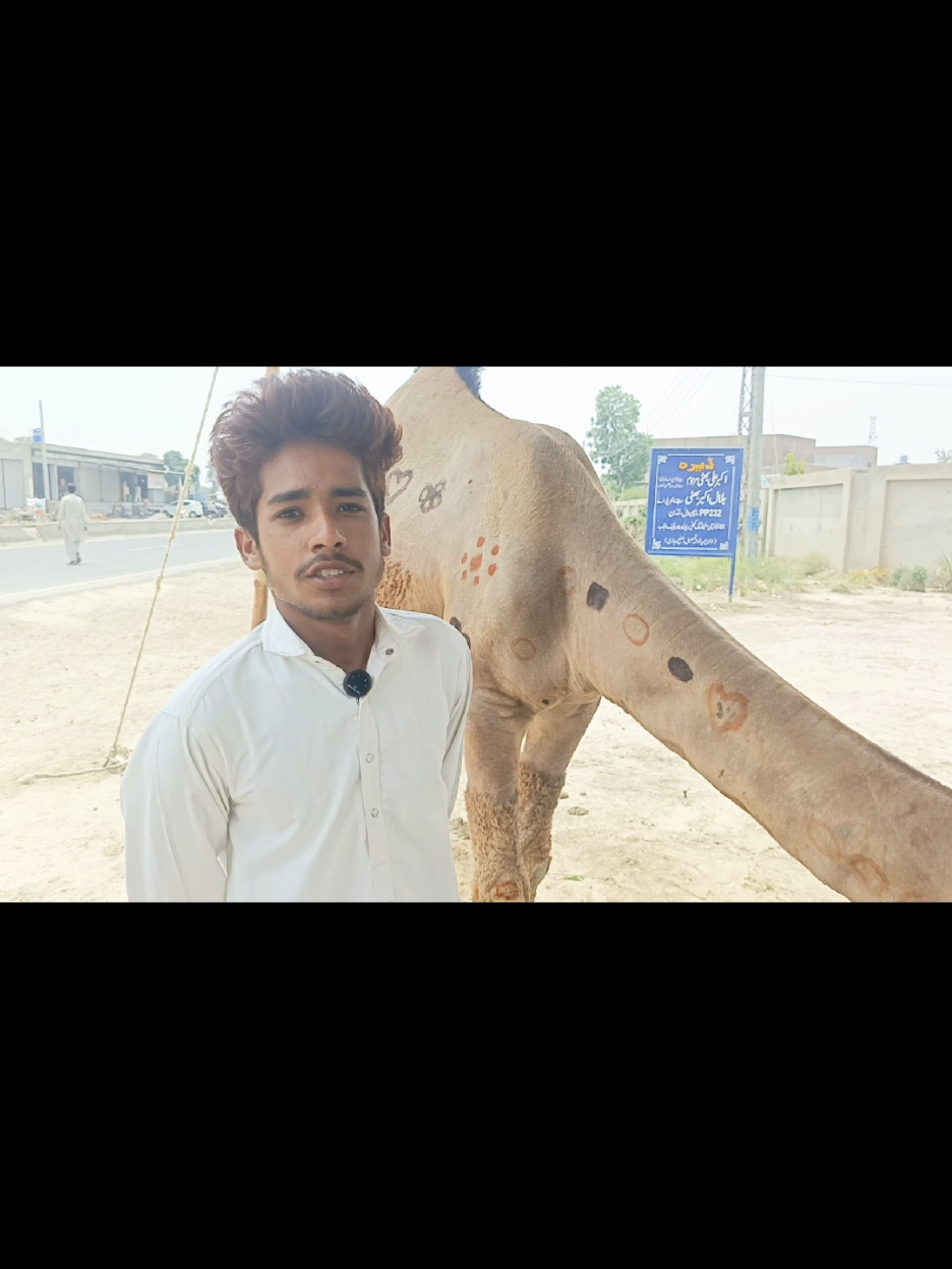 @Animal success
