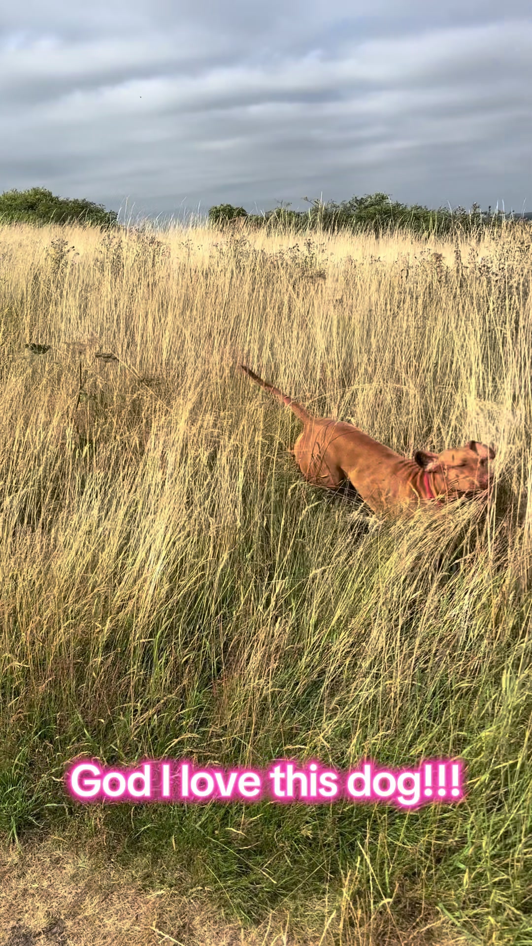 @SazandWillowVizsla