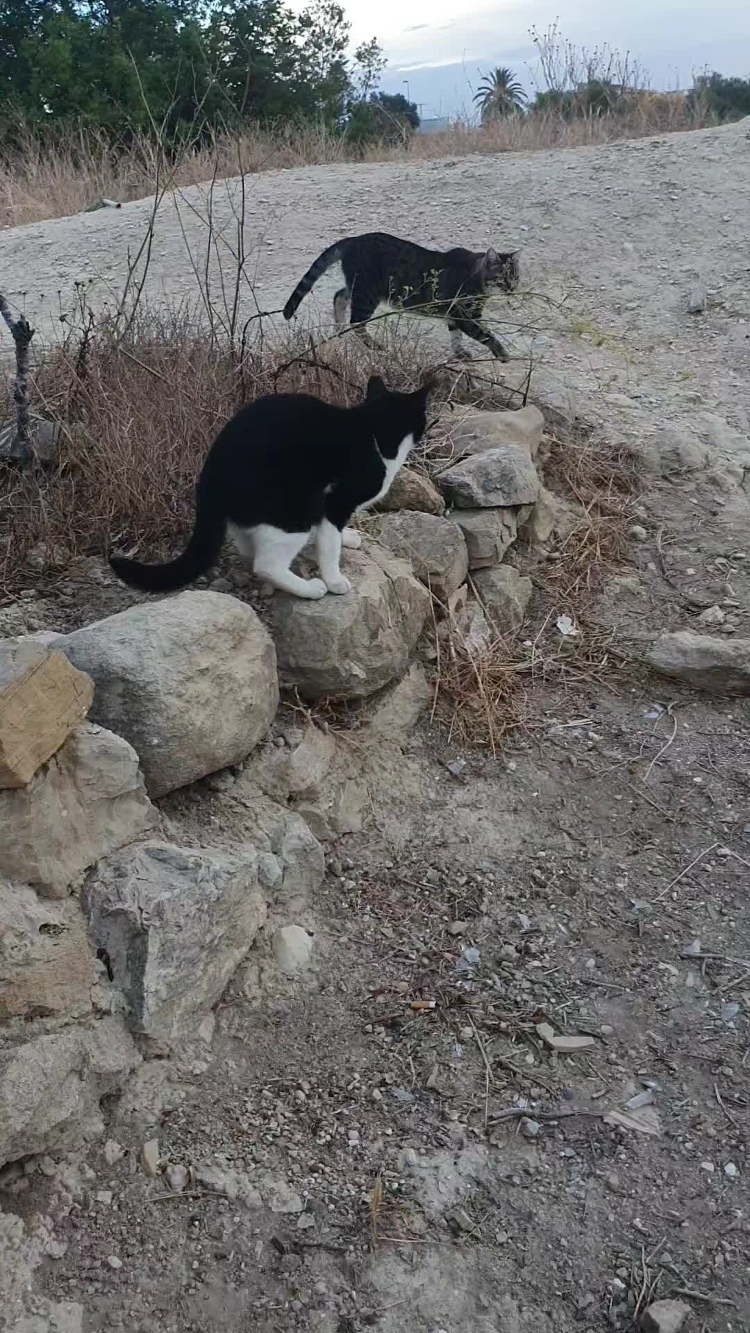 @Susancats