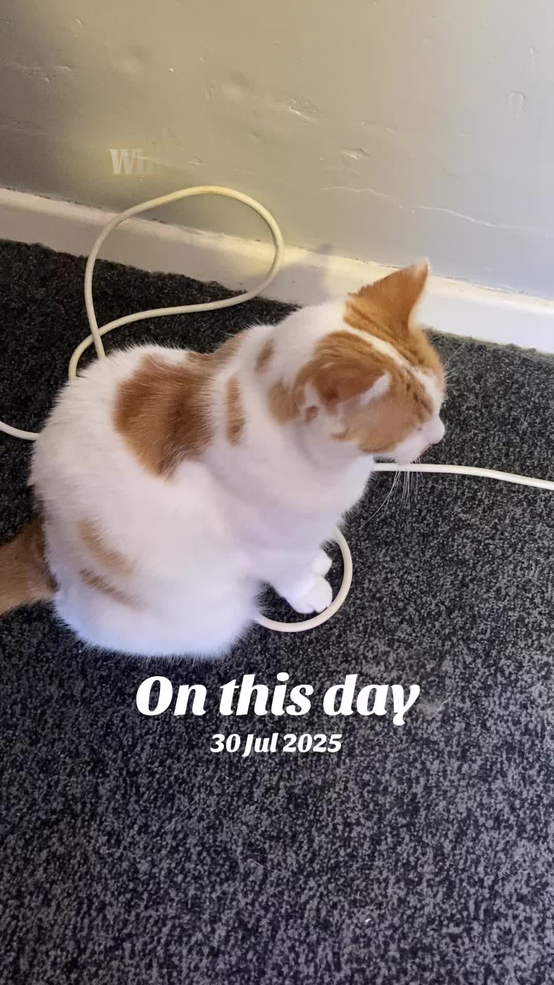 @crazycatladyxfour
