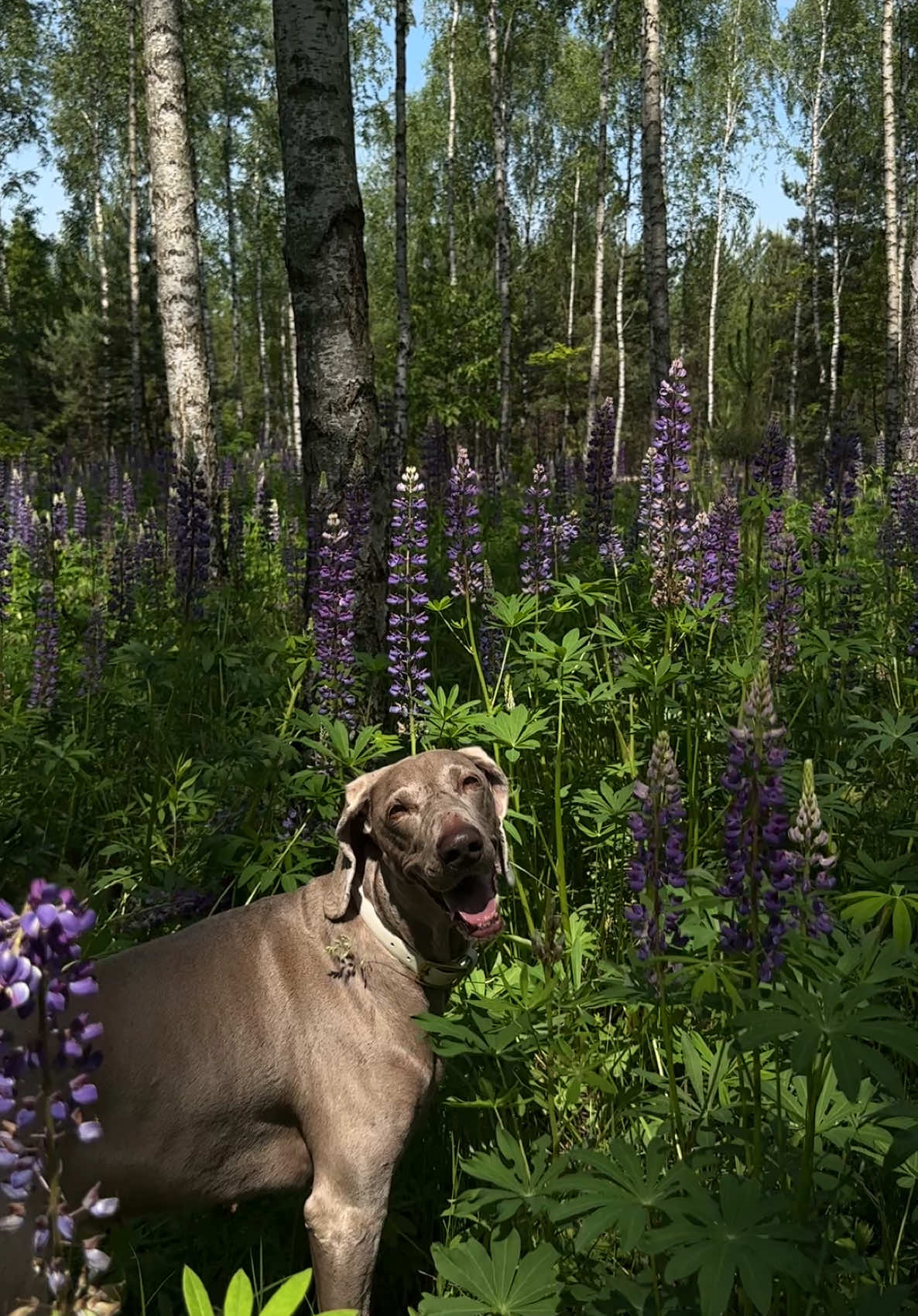 @lola | ig: heydoggyblog
