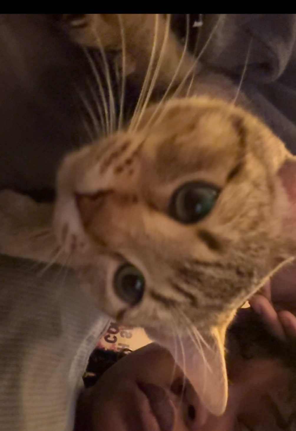 @Kittythcat