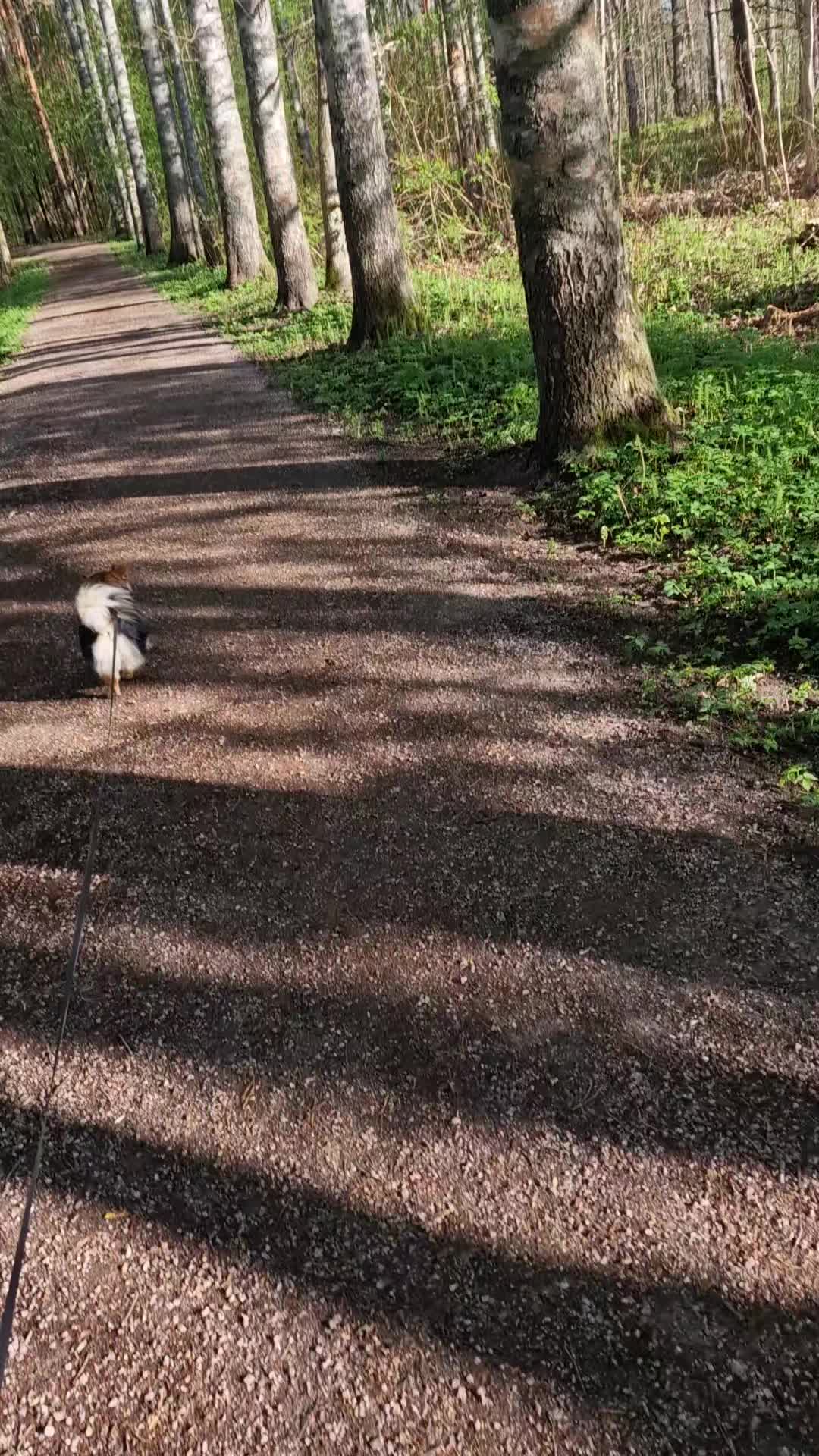 @MustaSyd&auml;n