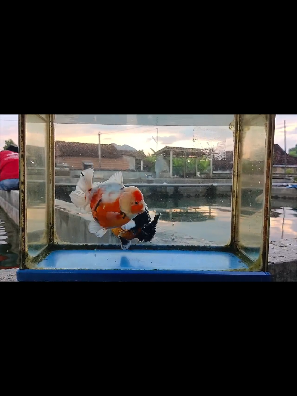 @Teras Aji Goldfish