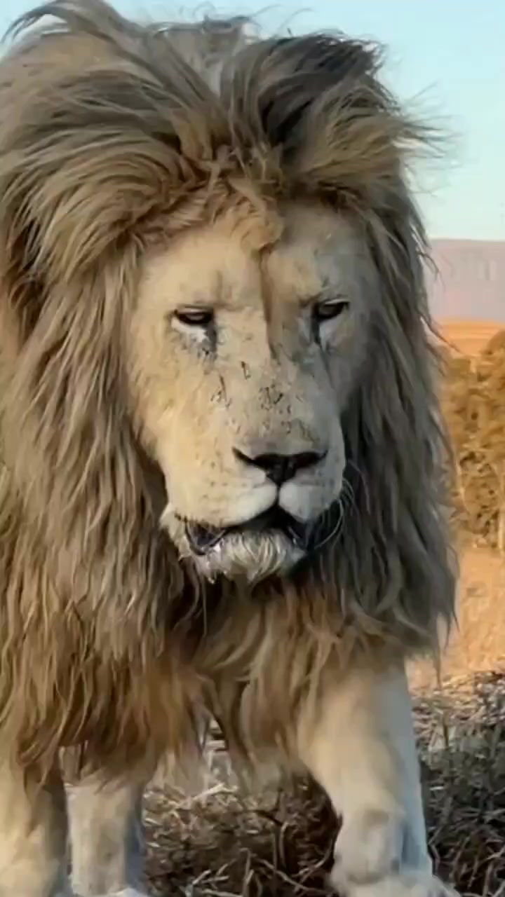 @LION MOTIVATION 🇨🇩🇨🇩🇨🇩