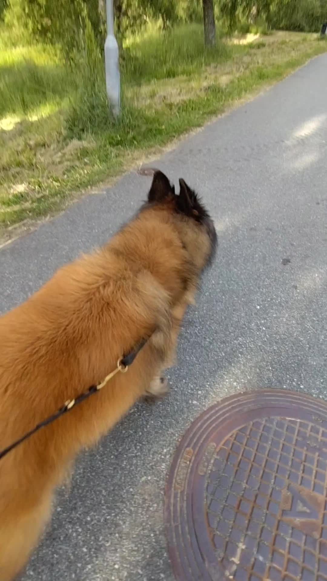 @Fenix-Tervueren AssistanceDog
