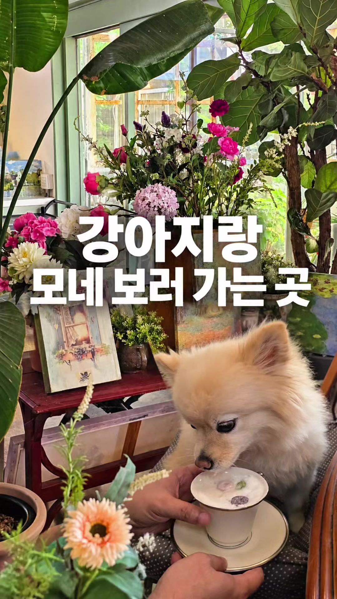 @해피문군