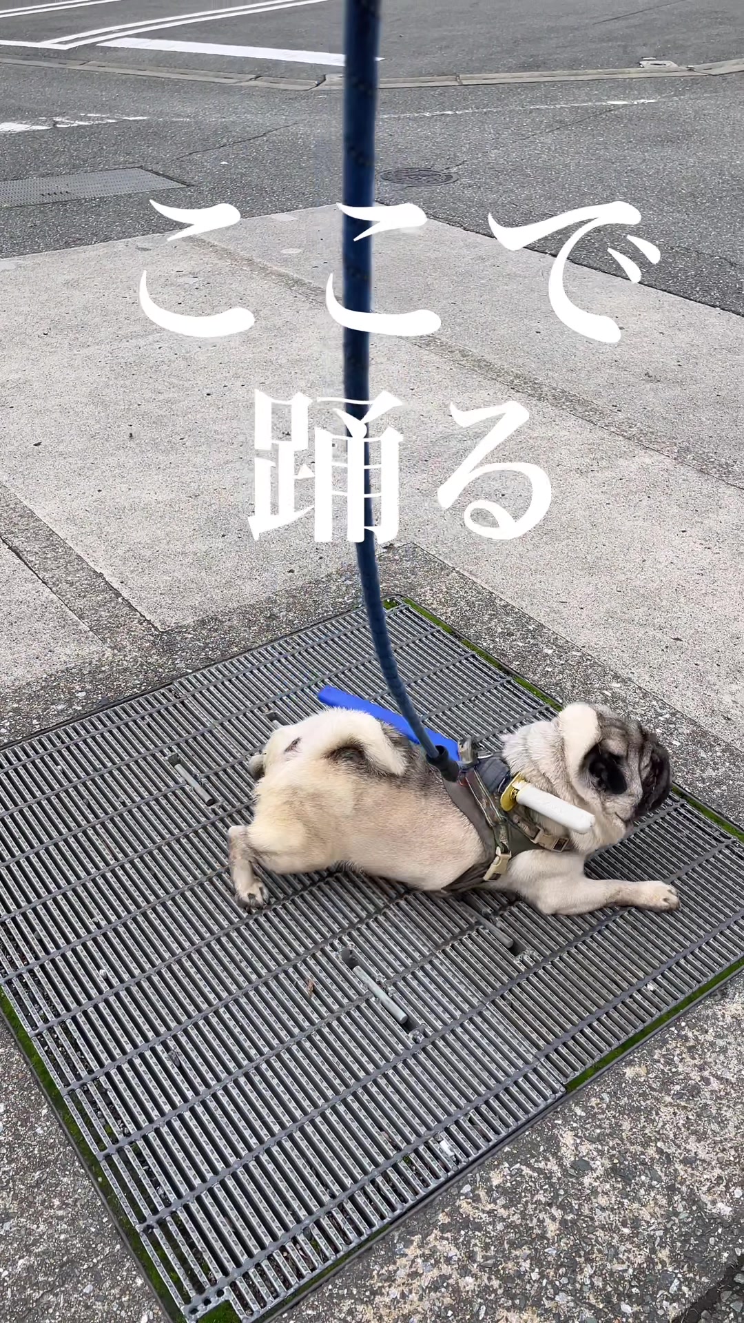 @kksuke