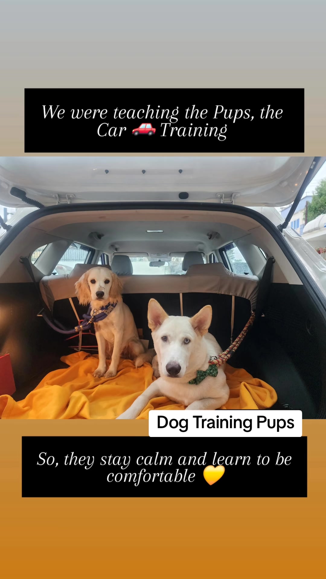 @Abhilasha - DogTrainer