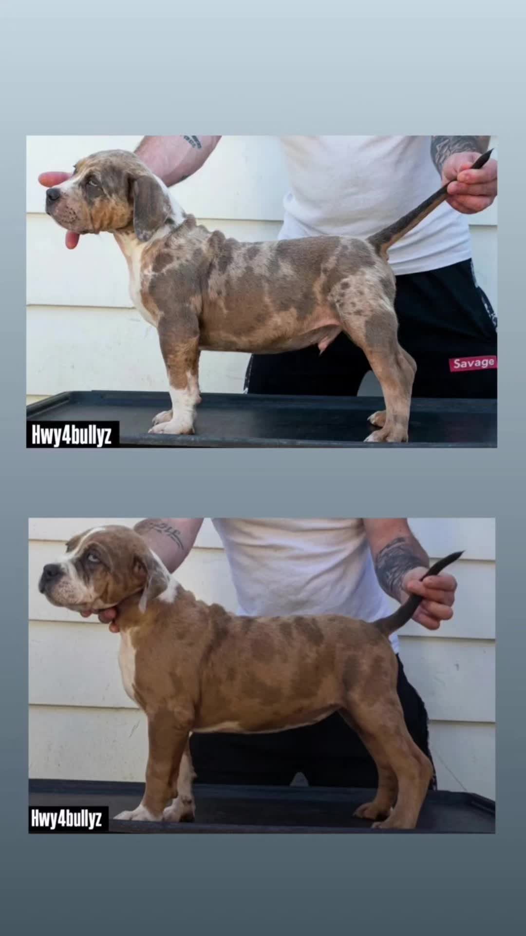 @hwy4bullyz