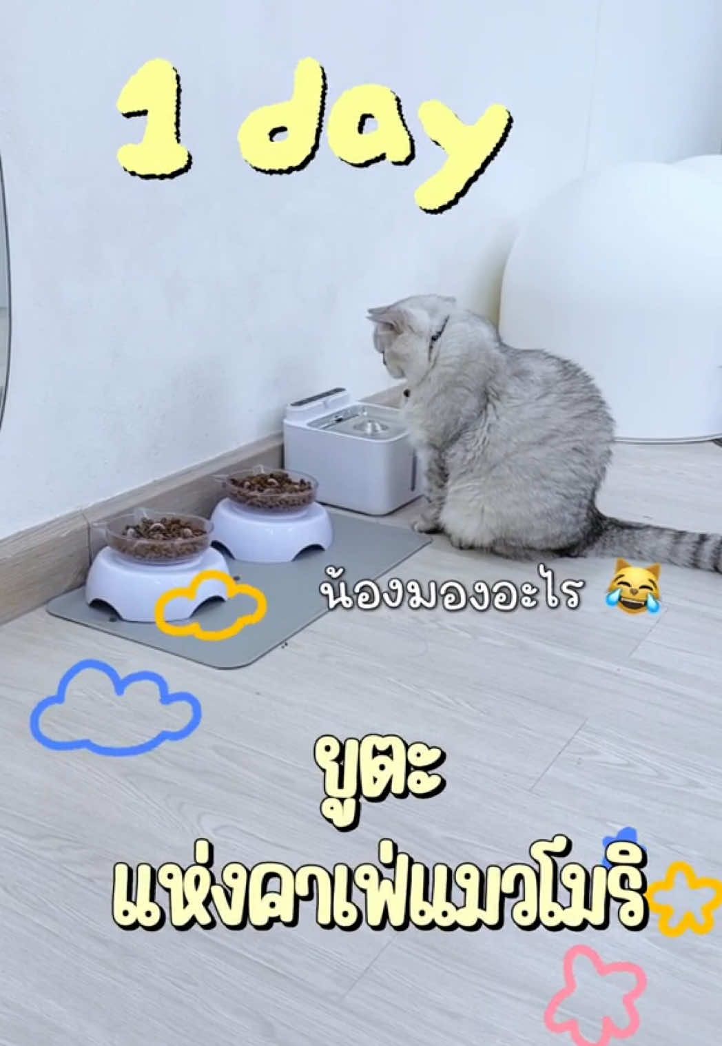 @คาเฟ่แมวโมริ Mori cat cafe'