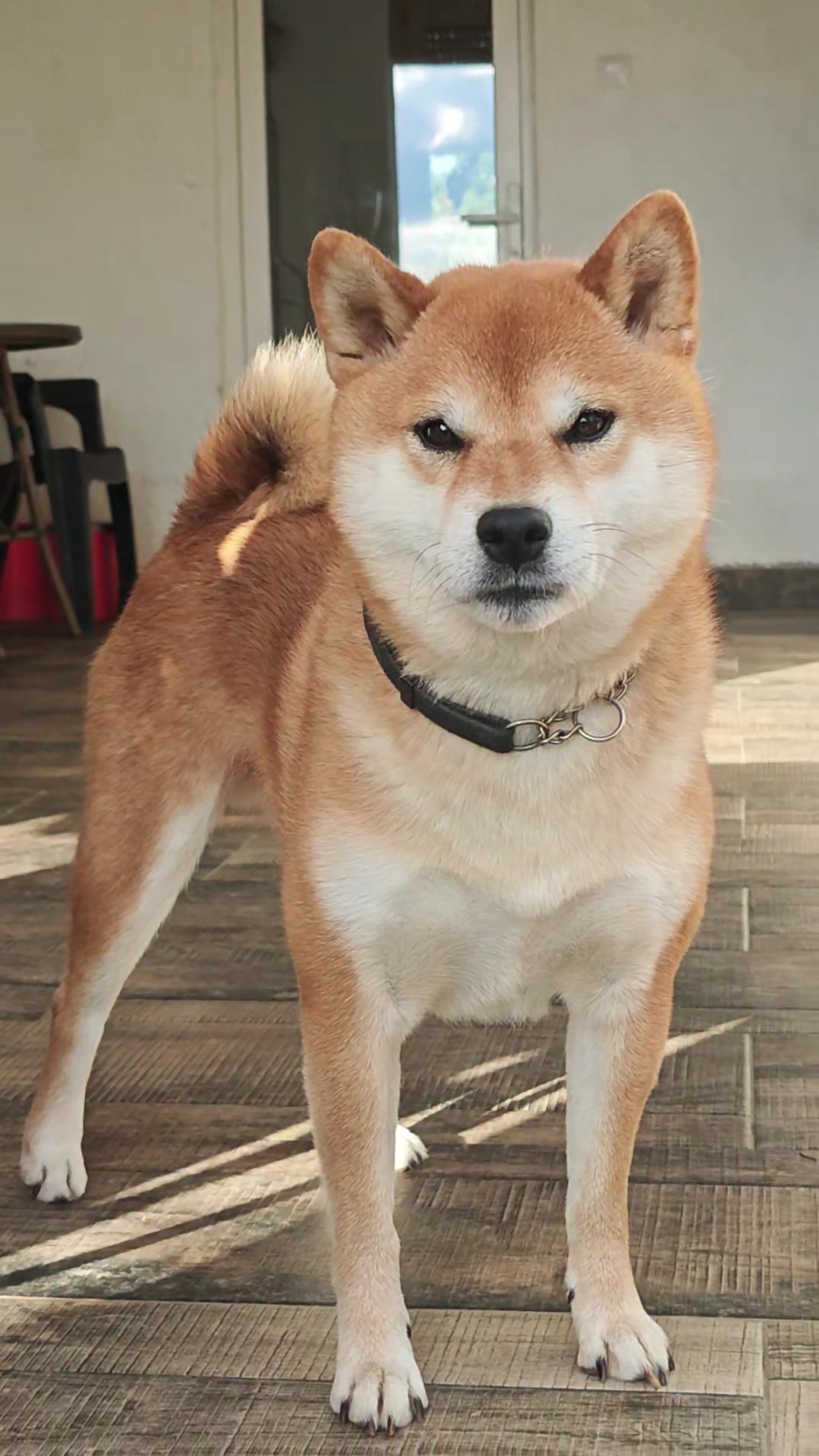 @Spirit of Asia Kennel