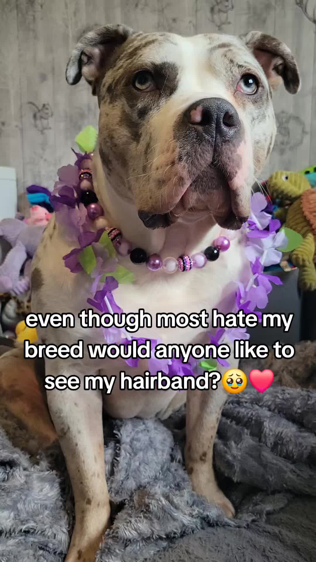 @kirsty+starlight the xl bully