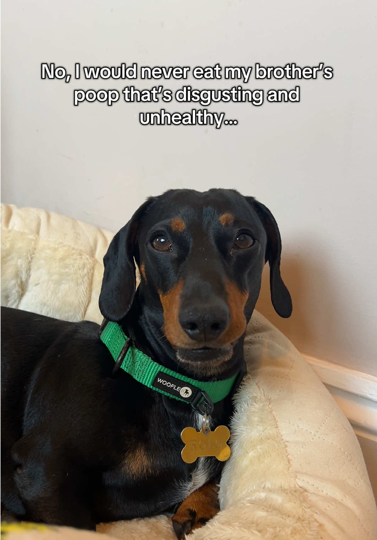 @Rebecca, Pip & Rolo