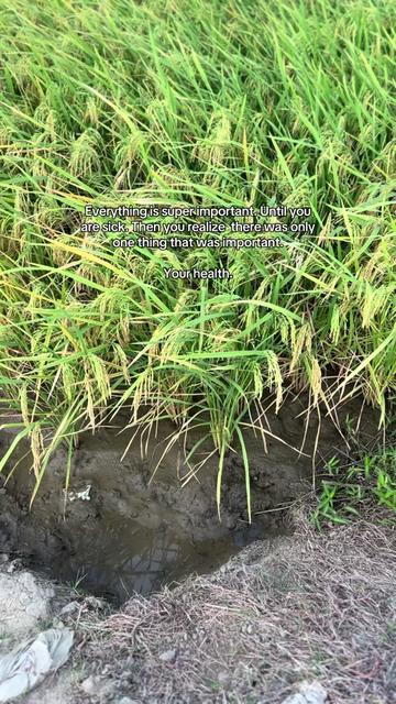 @probinsya
