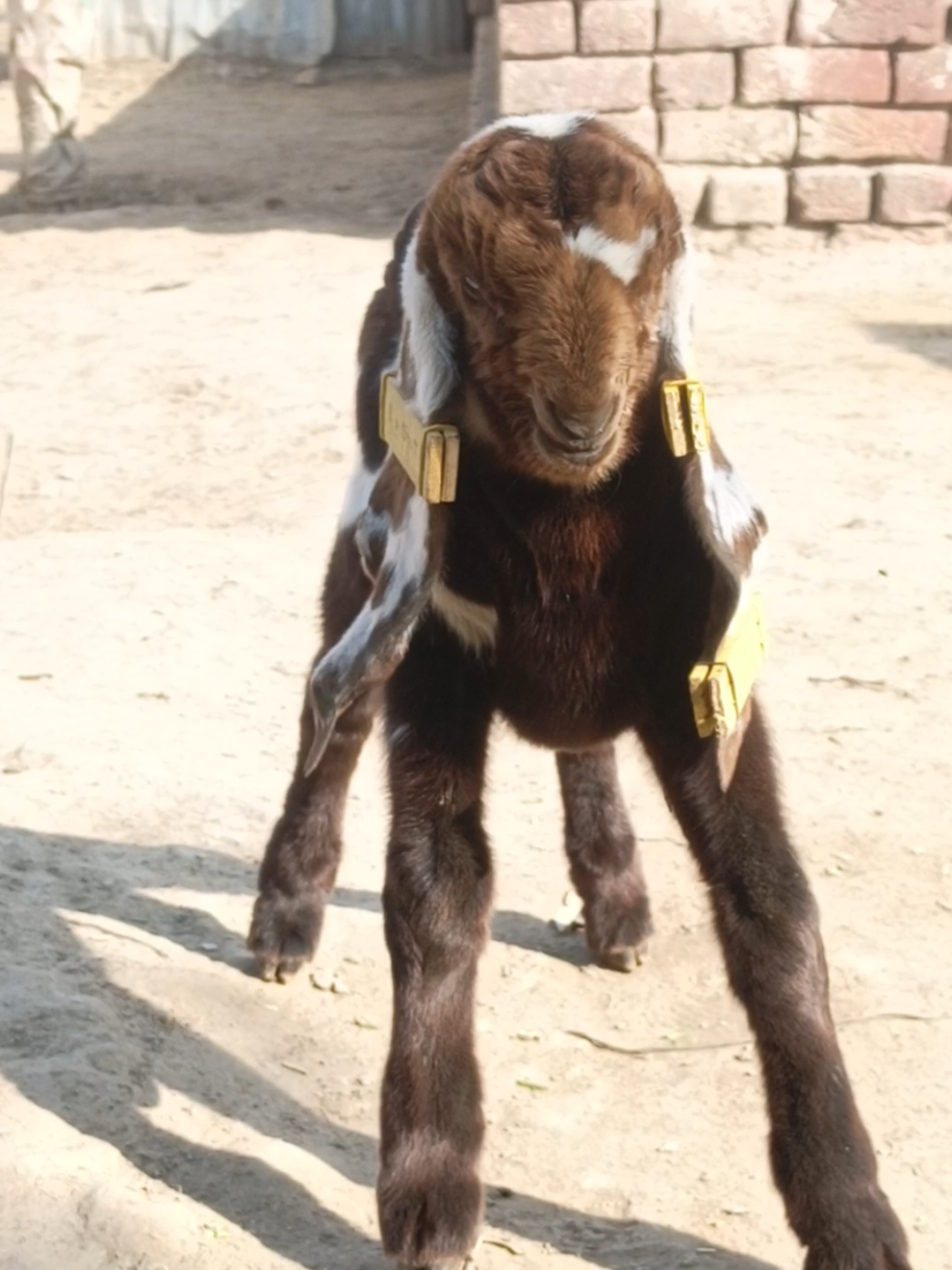 @AHMED GOAT CORNER 🐐🇵🇰