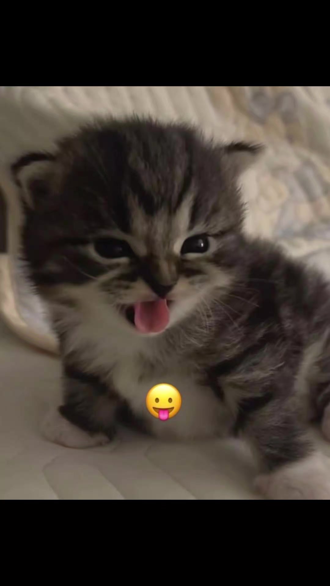 @YUJIN-OFFICIAL ๐ค๐ต๐ช