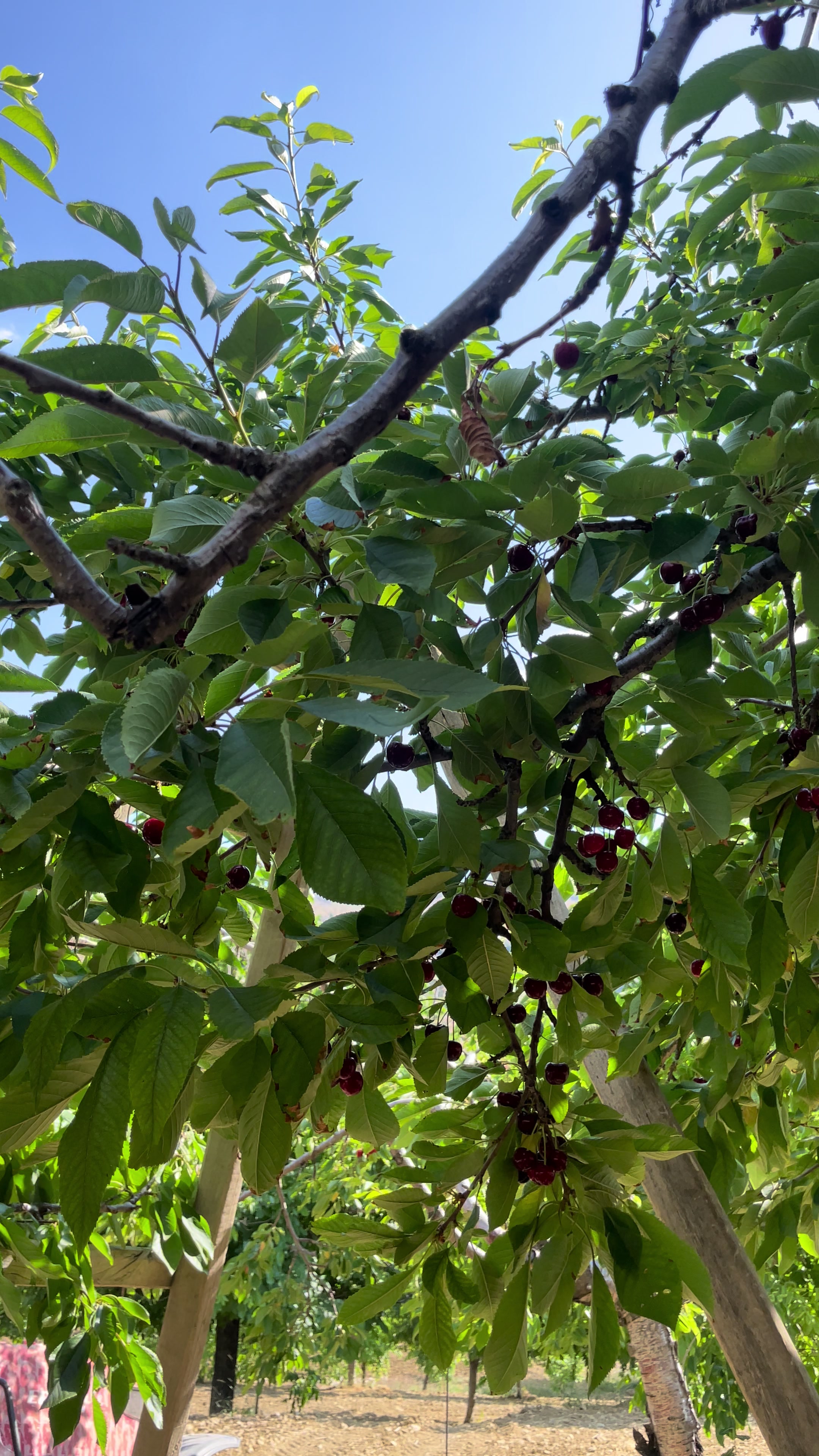 @CERİTLİ🇹🇷