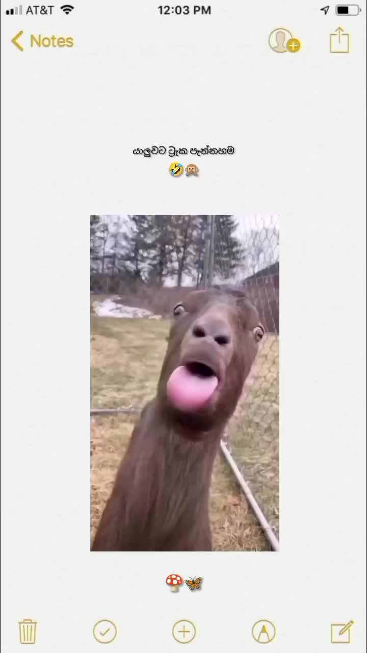 @Y A S I stetas