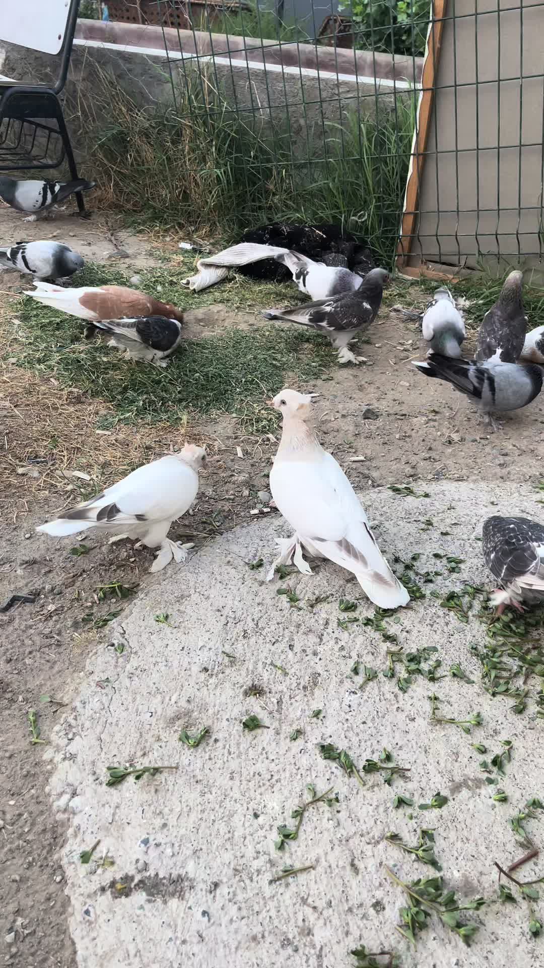 @FURNİA_AĞLUÇ76