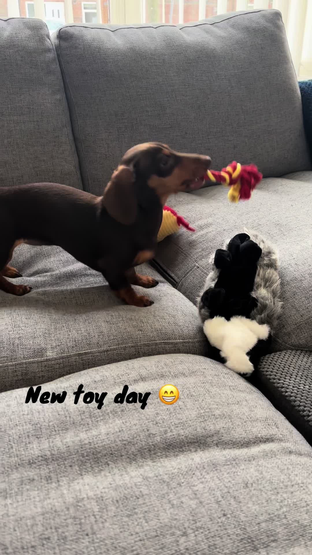@BellaLongDog