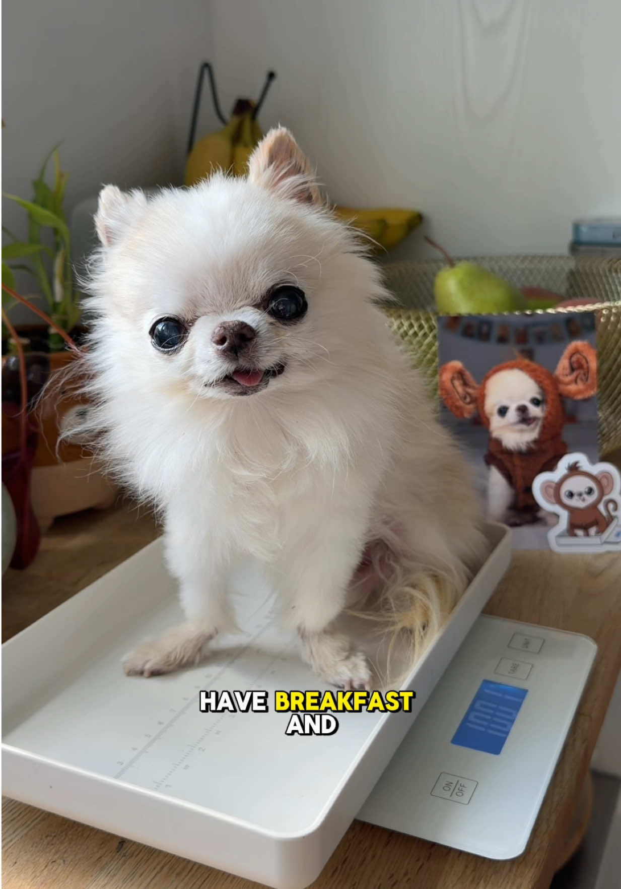 @Tiny Chihuahua Cedric & Maya