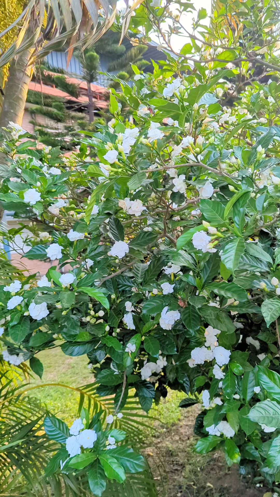 @কালো ছেলে ꧁ SM꧂⛎