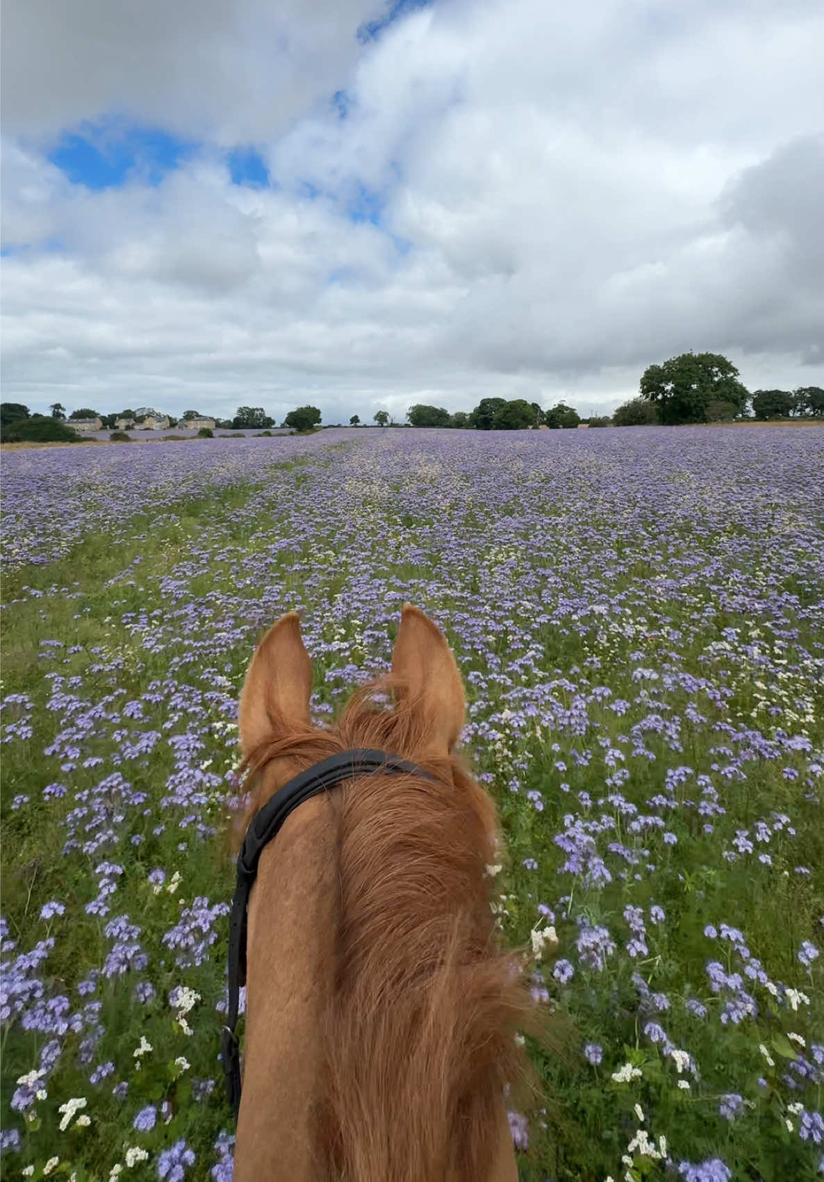 @Uhlan Equestrian