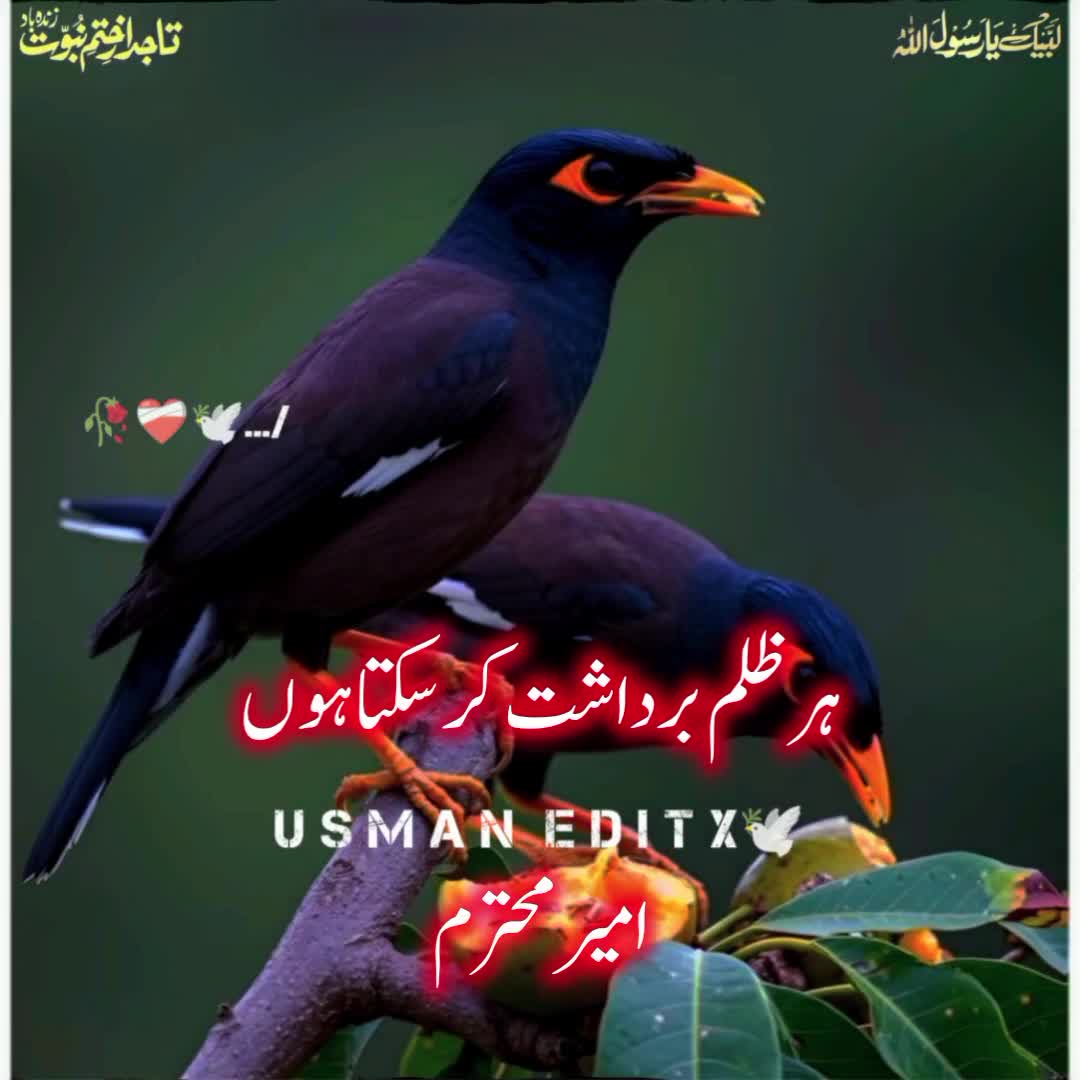 @سلطنت رضویہ 😍😍