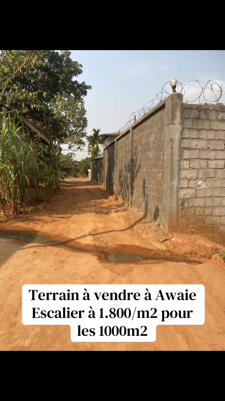 @DINO~IMMO~237🇨🇲🇨🇲