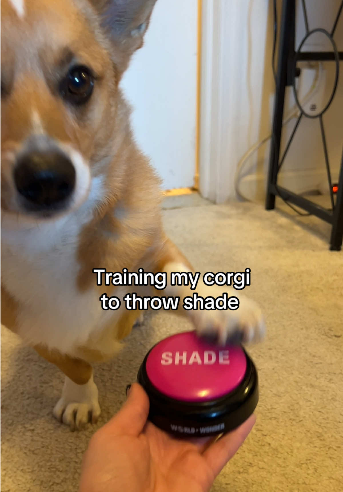 @Cosmo The Cute Corgi