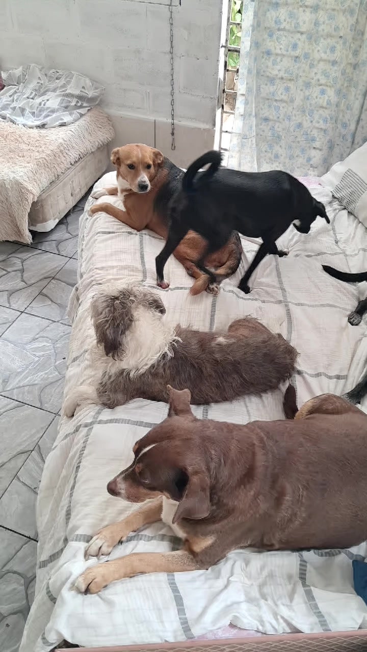 @Ismael e sua AuAuCreche 🐶💖