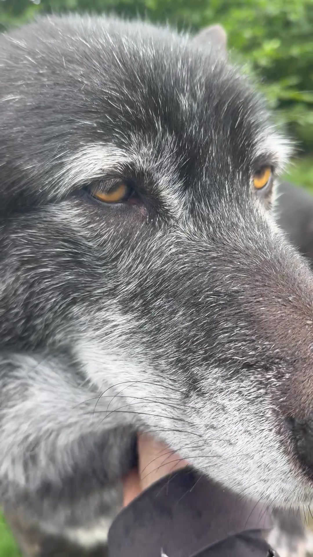 @Wolves of the Lakes